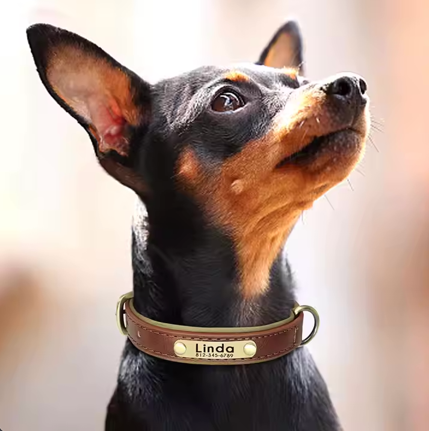 Wunderschönes Halsband mit Namen graviert.