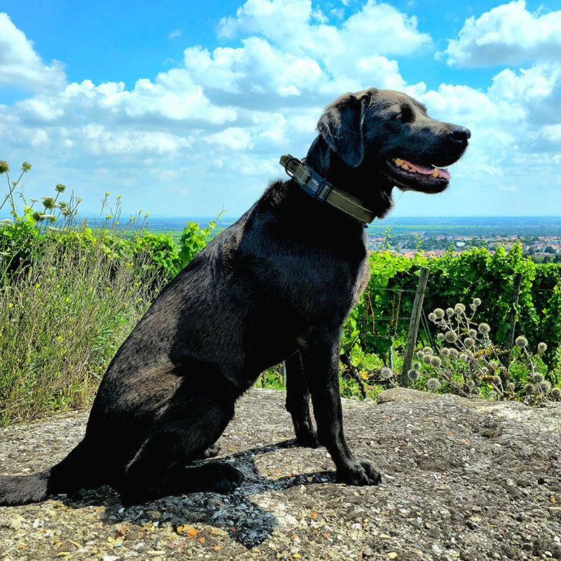 Taktisches Hundehalsband mit Namen und Griff, gratis Gravur auf Schnalle