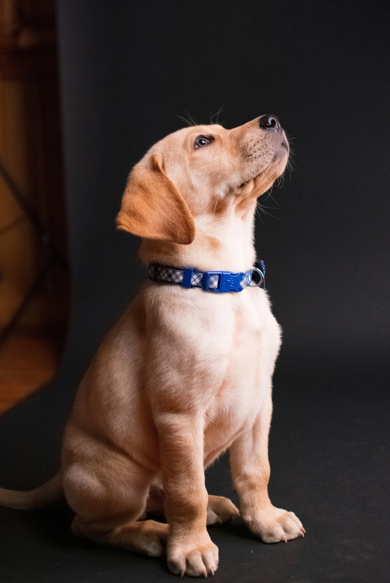 Halsband mit graviertem Namen