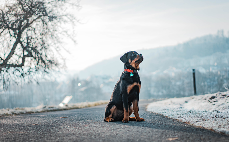 Hundemarke